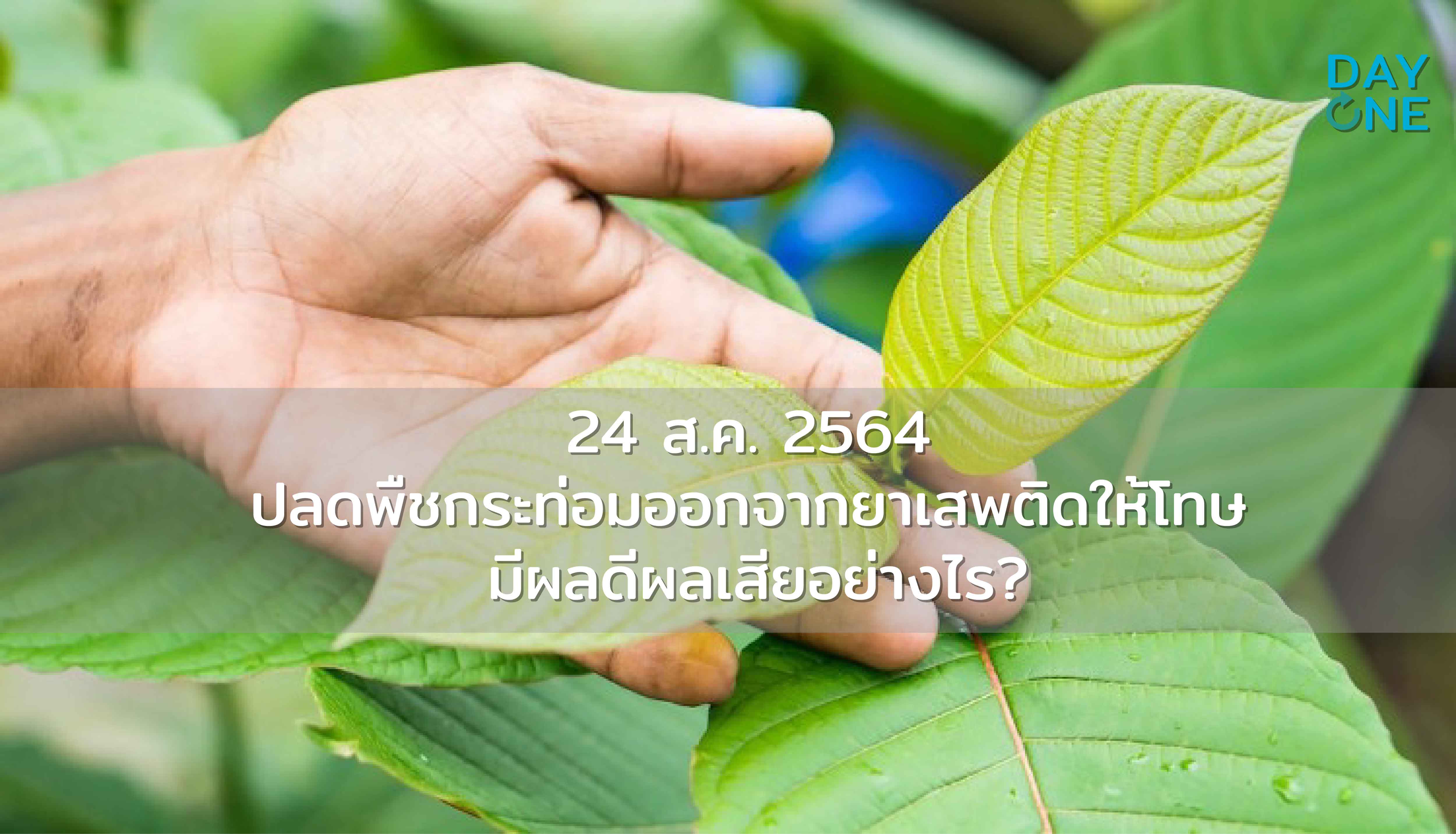 ปลดพืชกระท่อมออกจากยาเสพติดให้โทษ ทำให้ประชาชนสามารถปลูกและขายได้
