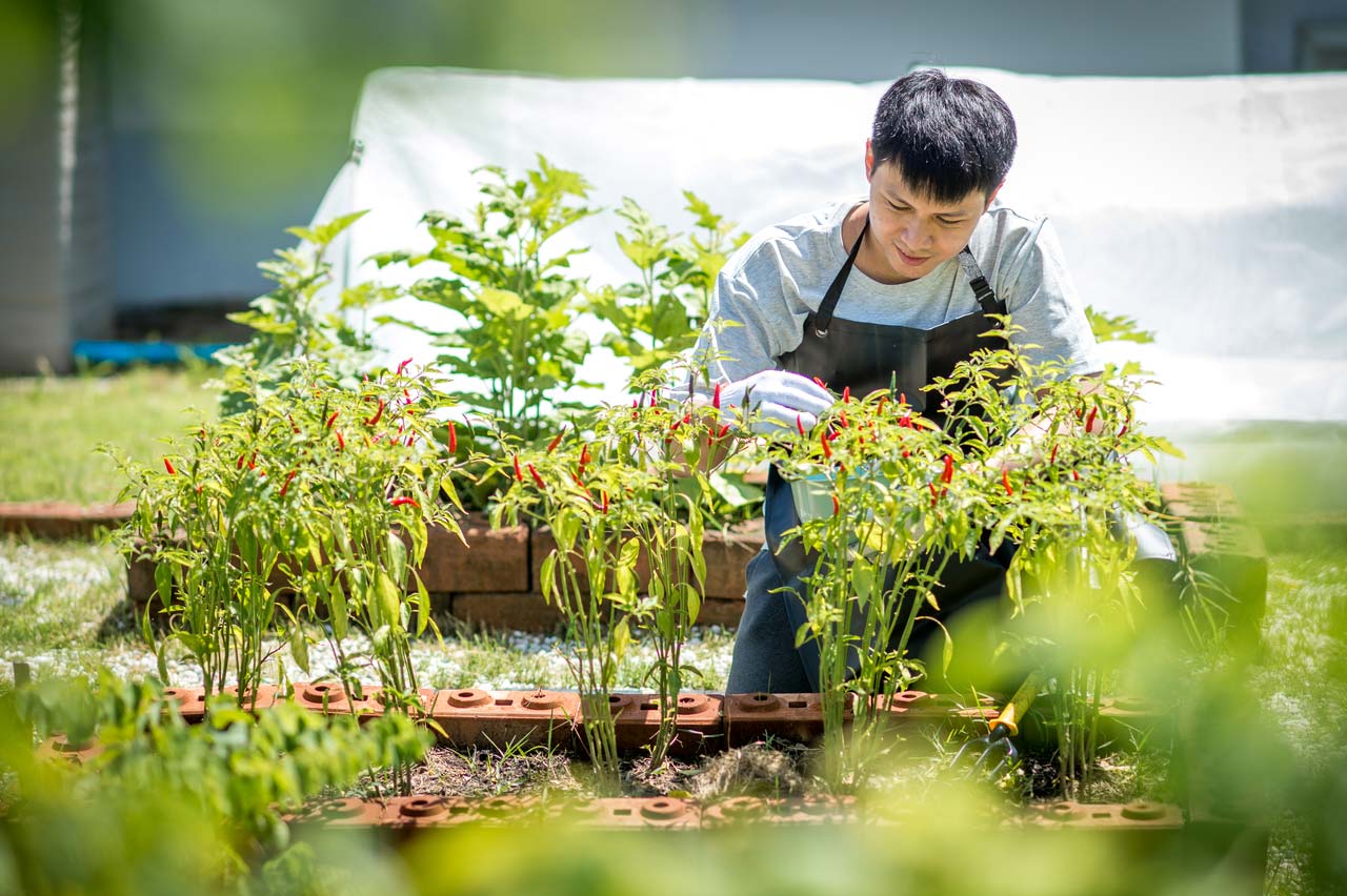 บำบัดยาเสพติด ด้วยการทำสวน Gardening therapy